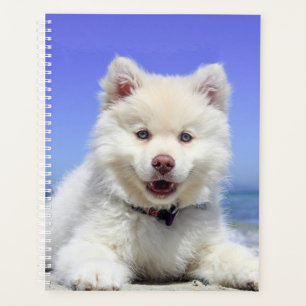 Chiot blanc