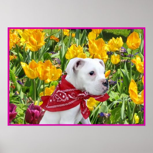 Chiot blanc boxer dans affiche tulips (Devant)