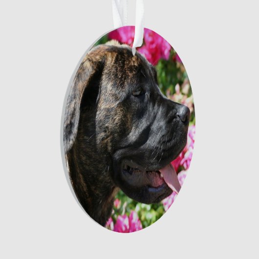 Chiot Brindle de mastiff (devant)