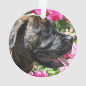 Chiot Brindle de mastiff (dos)