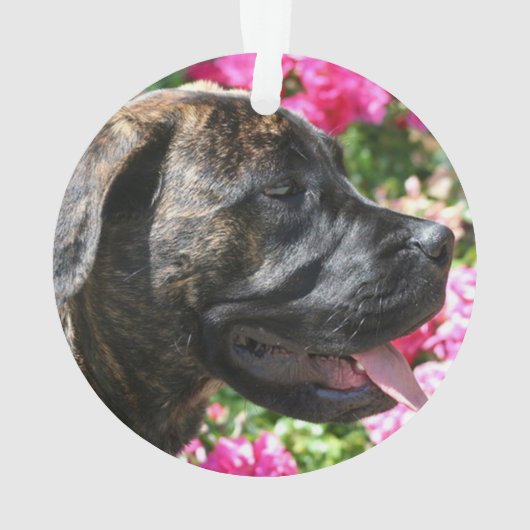 Chiot Brindle de mastiff (dos)