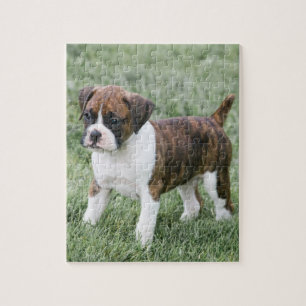 Chiot Brindle voyant de boxeur - puzzle de chien