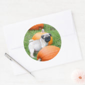 chiot carlin en autocollants citrouille (Enveloppe)