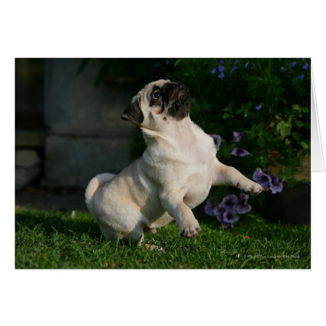 Chiot Carlin inconnu (Devant horizontal)