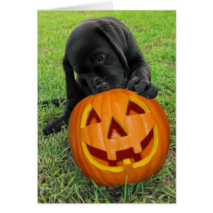 Chiot Citrouille Halloween - Black Lab