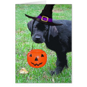 Chiot Citrouille Halloween - Black Lab (Devant)
