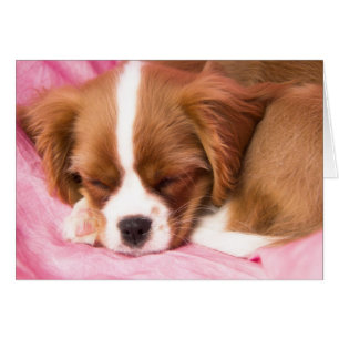 Chiot couché Cavalier King Charles Spaniel Card