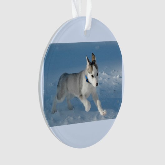 Chiot courant dans la neige (devant)