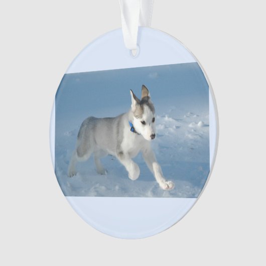 Chiot courant dans la neige (devant)