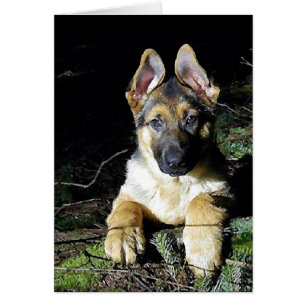 Chiot d'Allemand-Berger