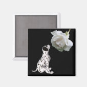 Chiot dalmate Et Aimant Rose Blanche (Recto/Verso)