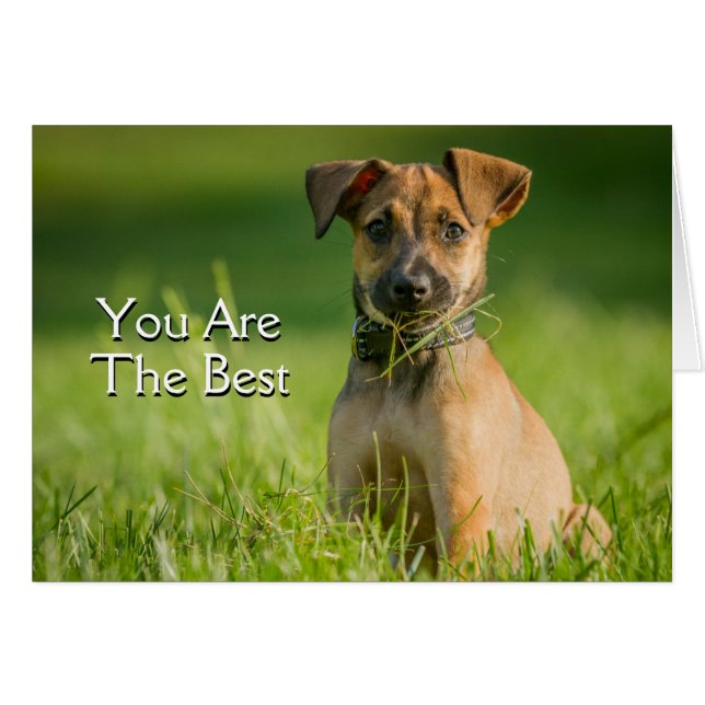 Chiot Dans L'Herbe (Devant horizontal)