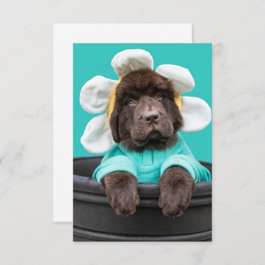 Chiot dans un pot de fleurs carte de voeux (Devant / Derrière)