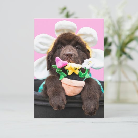 Chiot dans un pot de fleurs carte de voeux 2 (Debout devant)