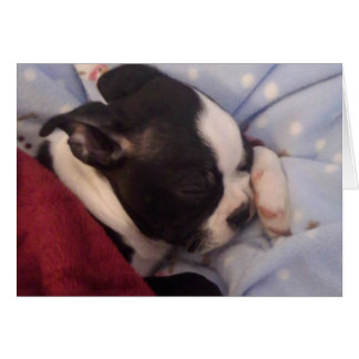 Chiot de Boston Terrier BLANK