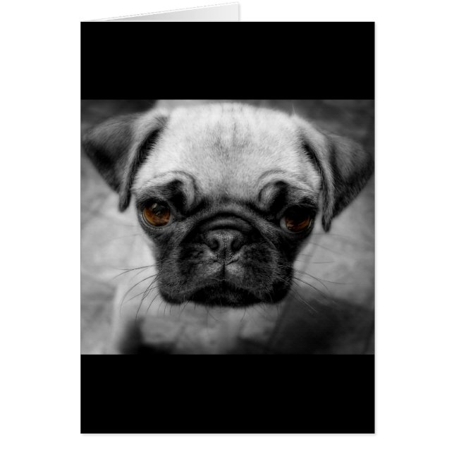 Chiot de carlin (Devant)