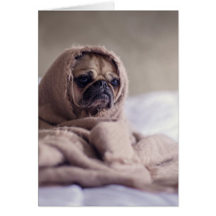 Chiot de carlin caressant dans une couverture