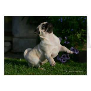 Chiot de carlin de faon