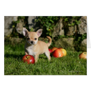 Chiot de chiwawa avec des pommes