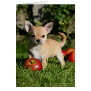 Chiot de chiwawa avec des pommes