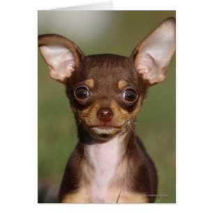 Chiot de chiwawa regardant l'appareil-photo