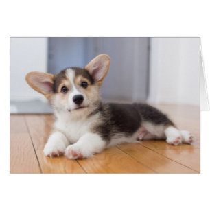 Chiot de corgi de Gallois de Pembroke