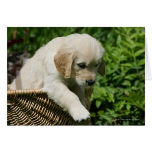Chiot de golden retriever dans le panier