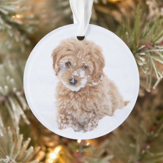 Chiot De Goldendoodle Avec La Neige À La Face (Arbre)