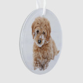 Chiot De Goldendoodle Avec La Neige À La Face (devant)