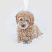 Chiot De Goldendoodle Avec La Neige À La Face (dos)