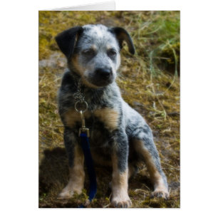 Chiot de Heeler bleu