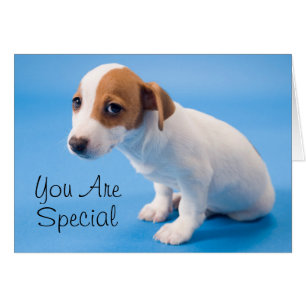 Chiot de Jack Russell