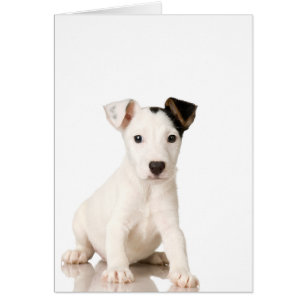 Chiot de Jack Russell Terrier
