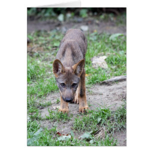chiot de loup