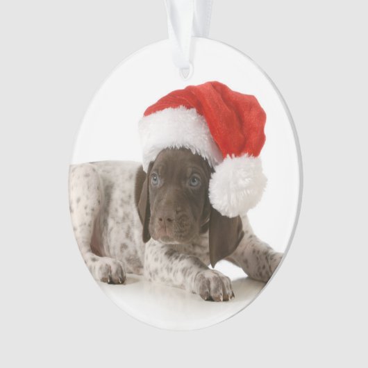 Chiot de Noël - indicateur aux cheveux courts (devant)