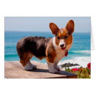 chiot de Pembroke Welsh Corgi debout sur une table