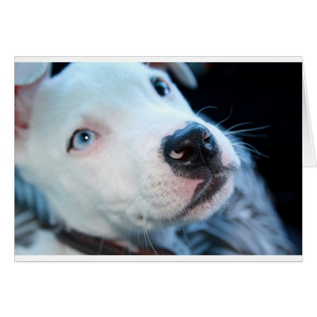 Chiot de Pitbull de bébé (Devant horizontal)