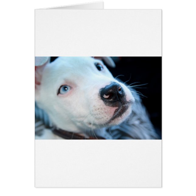 Chiot de Pitbull de bébé (Devant)