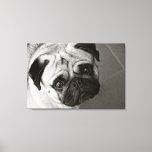 Chiot de Pug sur la toile