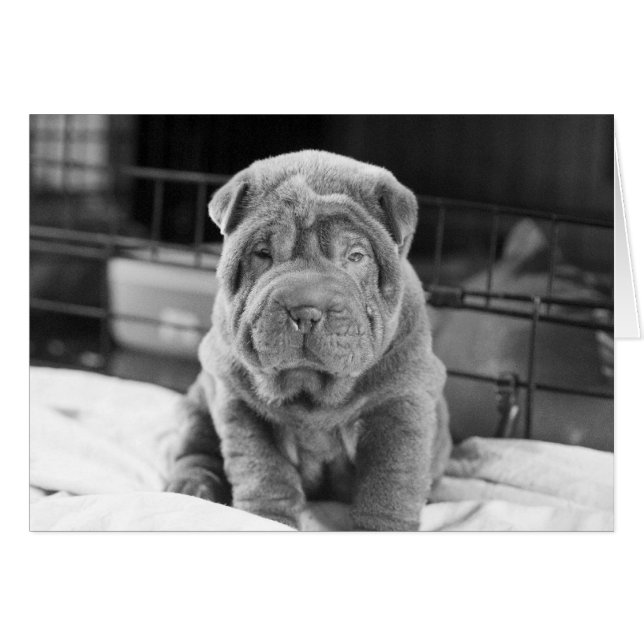 Chiot de Sharpei (Devant horizontal)