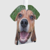 Chiot de sourire de beagle (devant)