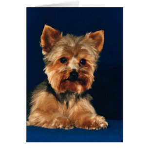 Chiot de Yorkshire Terrier
