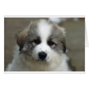 Chiot des Pyrénées
