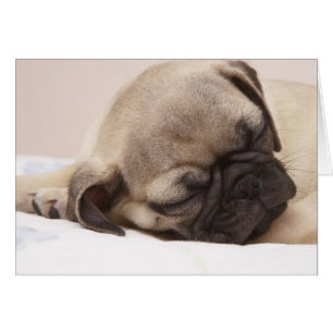 Chiot dormant solidement