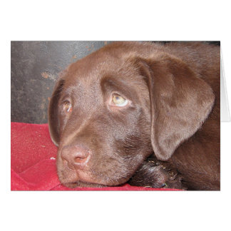 Chiot du Labrador au chocolat