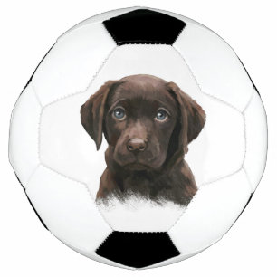 Chiot du Labrador au chocolat