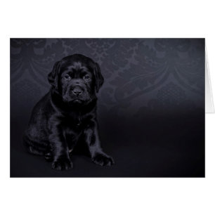 Chiot du Labrador noir