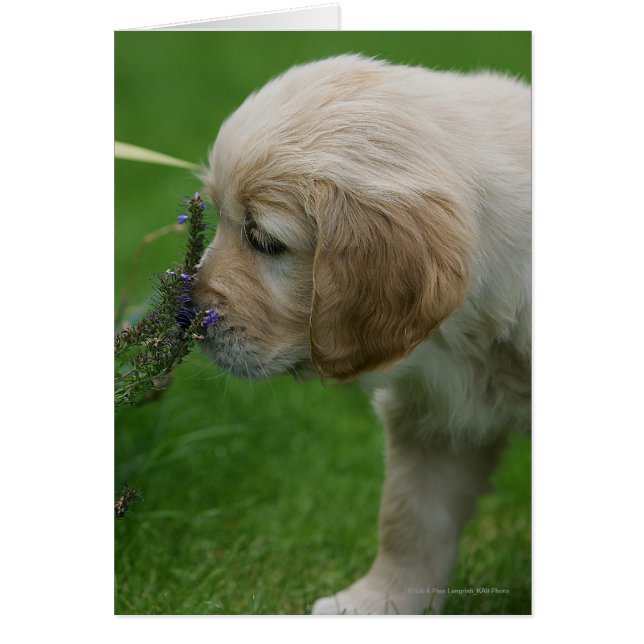 Chiot Golden Retriever (Devant)