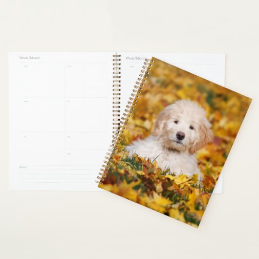Chiot Goldendoodle En Feuilles Automnes (Devant avec enveloppe)