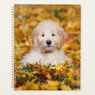 Chiot Goldendoodle En Feuilles Automnes